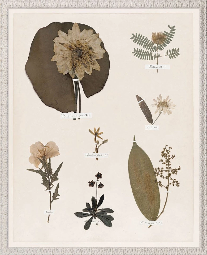 Celadon Art Summer 'Emily Dickinson Pressing XI' Framed Art 1 Celadon Art Summer 'Emily Dickinson Pressing XI' Framed Art