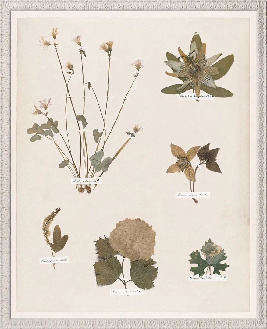 Celadon Art Summer 'Emily Dickinson Pressing XIV' Framed Art 1 Celadon Art Summer 'Emily Dickinson Pressing XIV' Framed Art