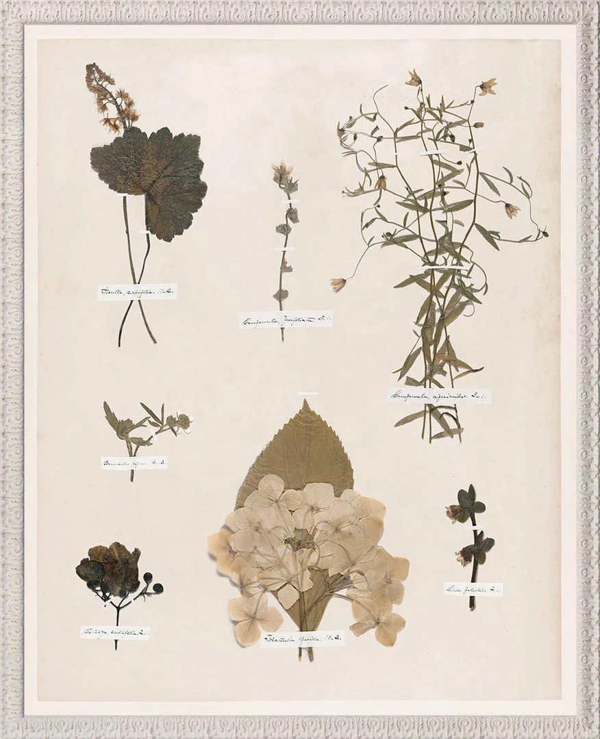 Celadon Art 'Emily Dickinson Pressing XII' Framed Art 1 Celadon Art 'Emily Dickinson Pressing XII' Framed Art