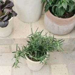 Creative Co-op Summer Whitewashed Planter