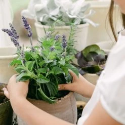 Creative Co-op Summer Whitewashed Planter