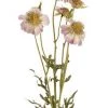 Napa Home & Garden Wild Scabiosa Stem Decor